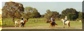 Horseback riding / Roping